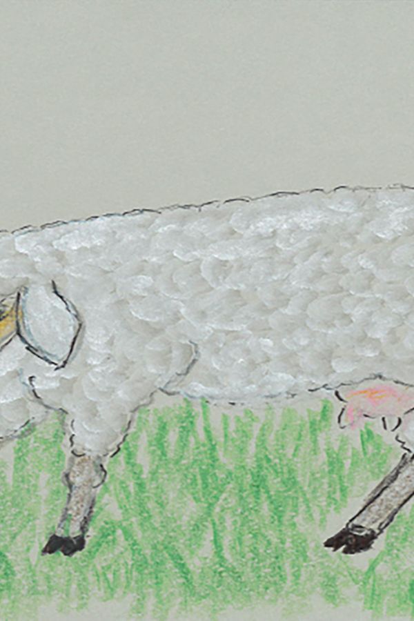 Delfina Tomassini, Sheep Drawing
