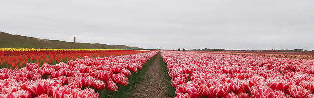 Maria Montessori tulip fields