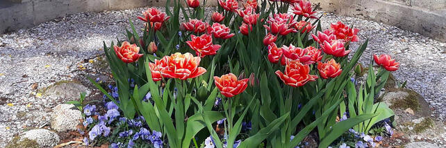 Tulips in bloom by Maria Montessori's grave