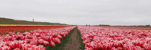 Maria Montessori tulip fields